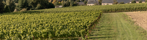Vignoble des Trois Rois